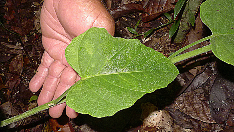 Image of <i>Ipomoea phillomega</i>