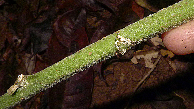 Image of <i>Ipomoea phillomega</i>