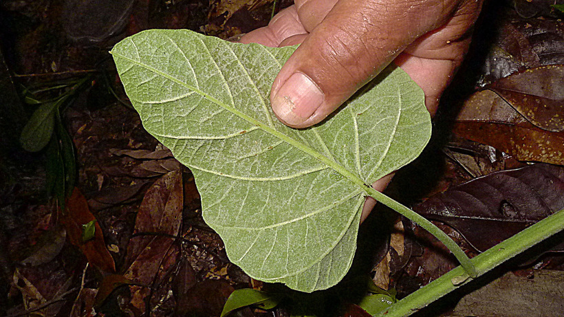 <i>Ipomoea phillomega</i> resmi