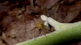 Image of <i>Ipomoea phillomega</i>