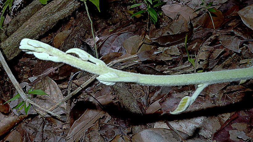 Image of <i>Ipomoea phillomega</i>