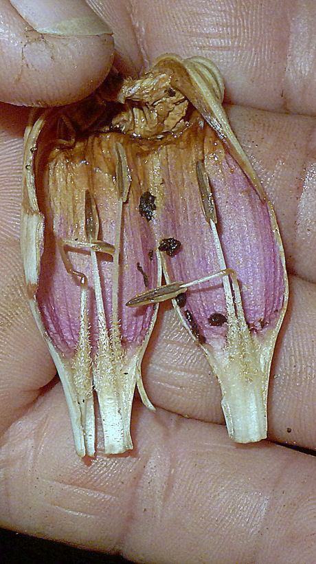 Image of <i>Ipomoea phillomega</i>