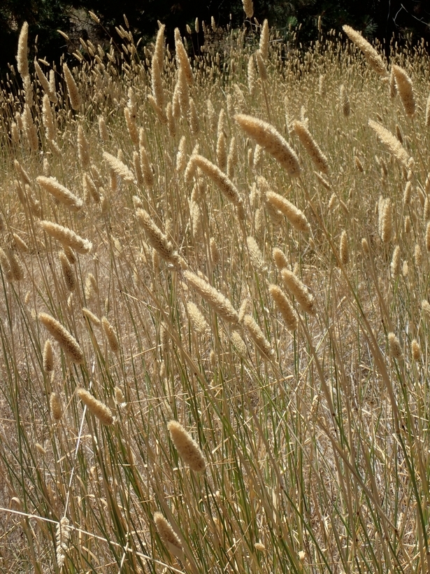 Image of bulbous canarygrass