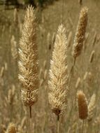 Image of bulbous canarygrass