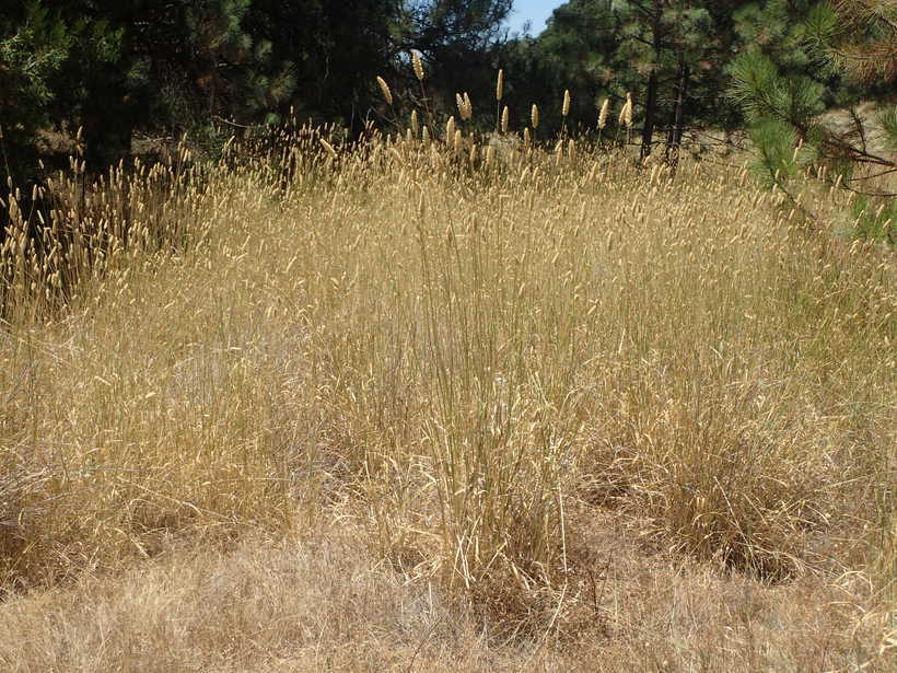 Image of bulbous canarygrass