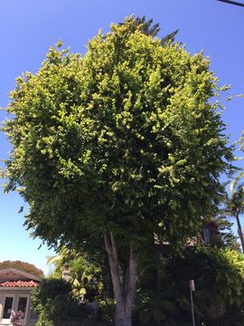 Image of American Basswood