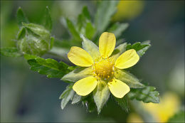 Image of Norwegian cinquefoil