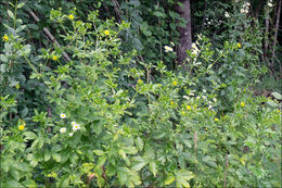 Image of Norwegian cinquefoil