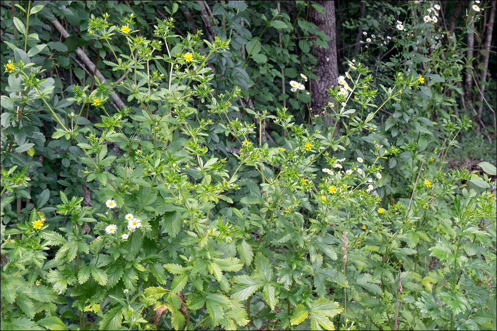 Image of Norwegian cinquefoil