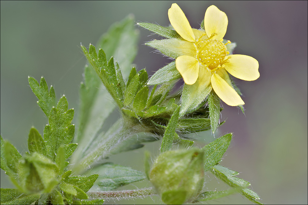 Image of Norwegian cinquefoil