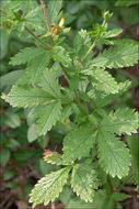 Image of Norwegian cinquefoil