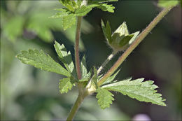 Image of Norwegian cinquefoil