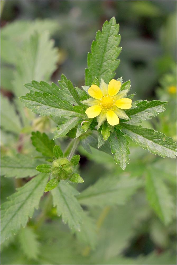 Image of Norwegian cinquefoil