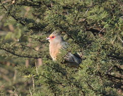 Image of Red-faced Mousebird