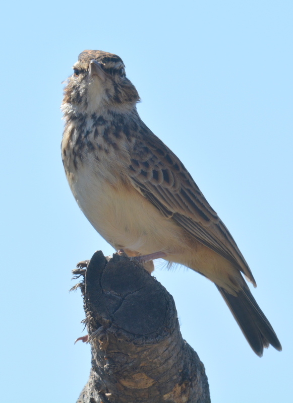 Image of Sabota Lark