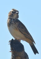 Image of Sabota Lark