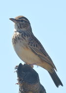 Image of Sabota Lark