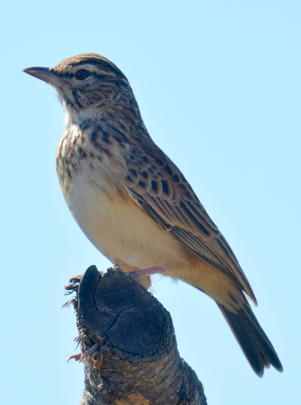 Image of Sabota Lark