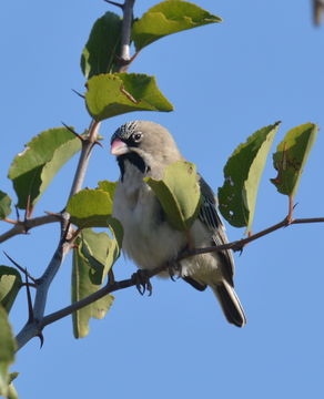 Image of Scaly Weaver