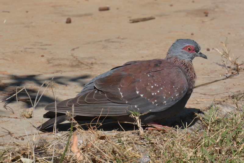 Image of Speckled Pigeon