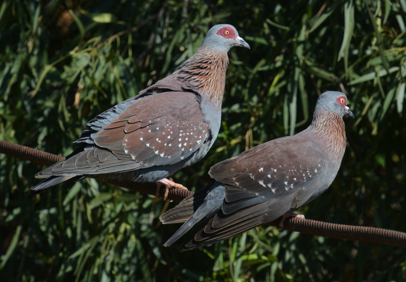 Image of Speckled Pigeon