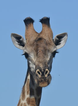 Plancia ëd <i>Giraffa camelopardalis giraffa</i>