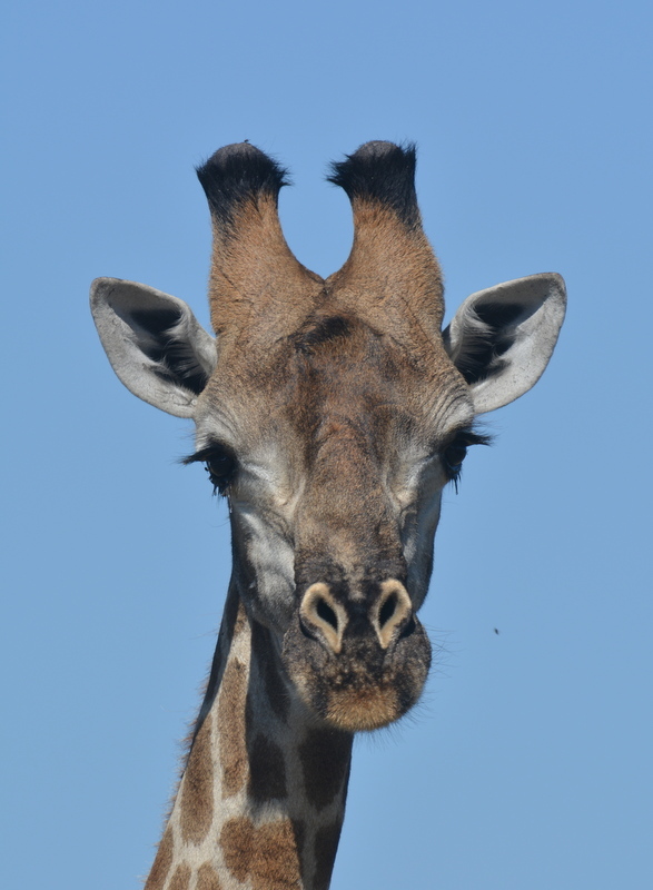 Image of South African Giraffe