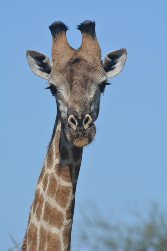 Image of South African Giraffe