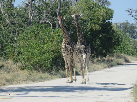 Plancia ëd <i>Giraffa camelopardalis giraffa</i>