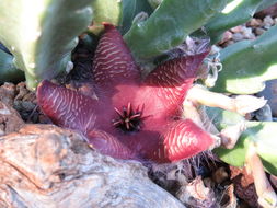 Image of carrion-flower