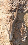 Image of Montane Speckled Skink