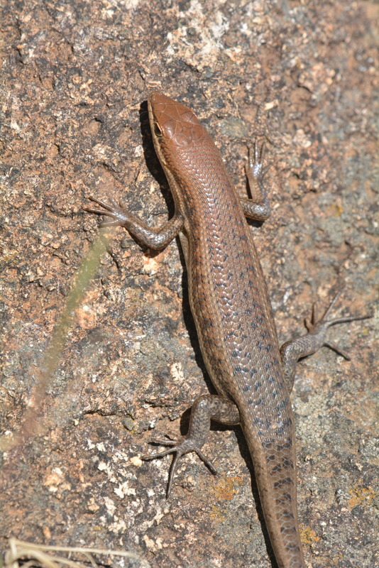 Image of Trachylepis varia (Peters 1867)