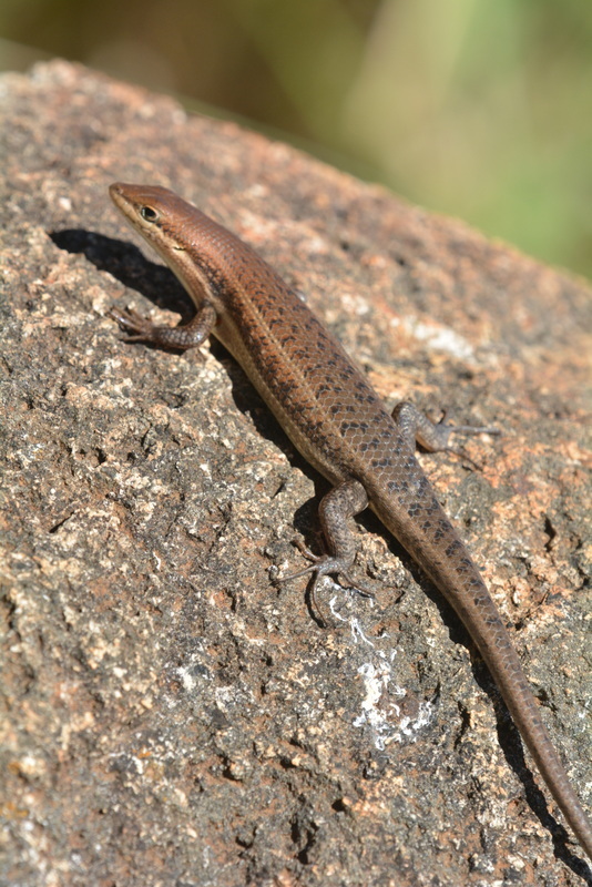 Image of Trachylepis varia (Peters 1867)