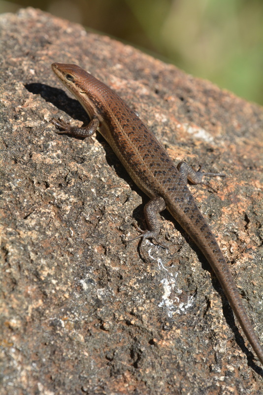 Image of Trachylepis varia (Peters 1867)