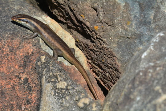 Image of Trachylepis striata (Peters 1844)