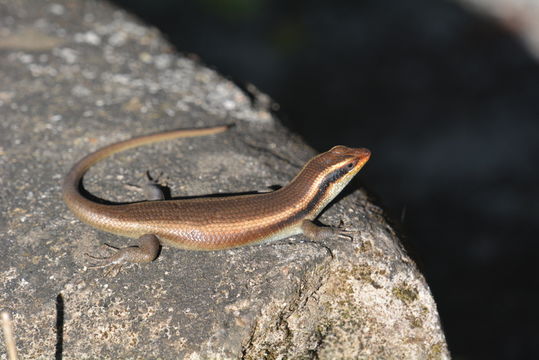 Image of Trachylepis striata (Peters 1844)