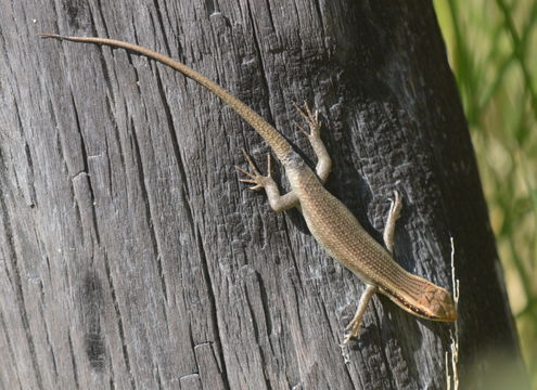 Trachylepis striata (Peters 1844)的圖片