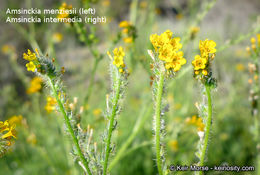 Image of Menzies' fiddleneck