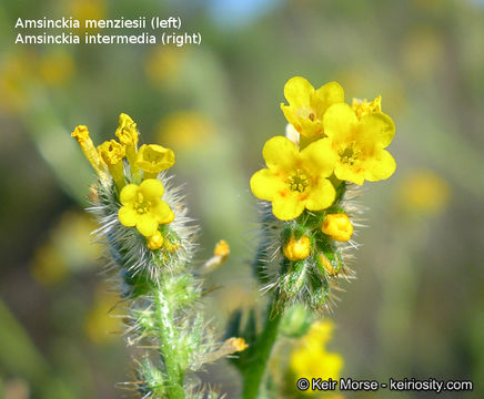 Image of Menzies' fiddleneck