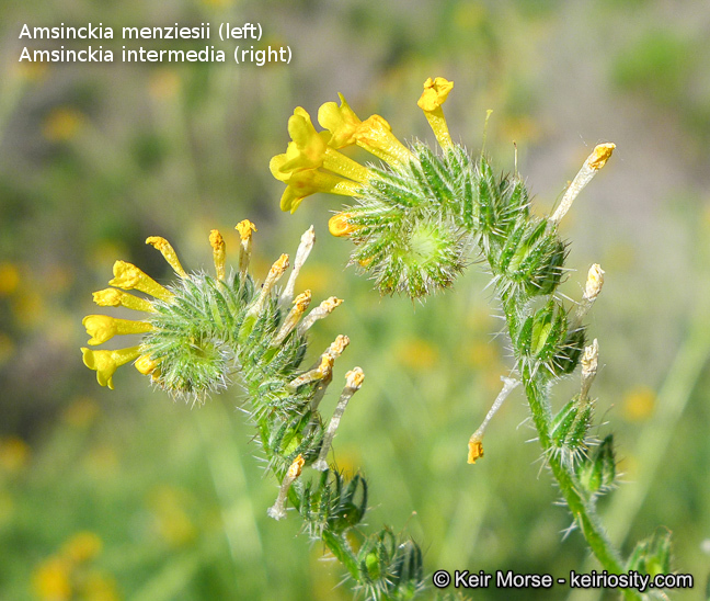 Amsinckia menziesii (Lehm.) A. Nels. Macbr. resmi