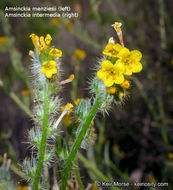 Amsinckia menziesii (Lehm.) A. Nels. Macbr. resmi