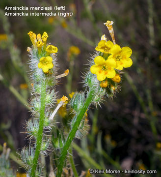 Image of Menzies' fiddleneck