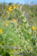 Amsinckia menziesii (Lehm.) A. Nels. Macbr. resmi