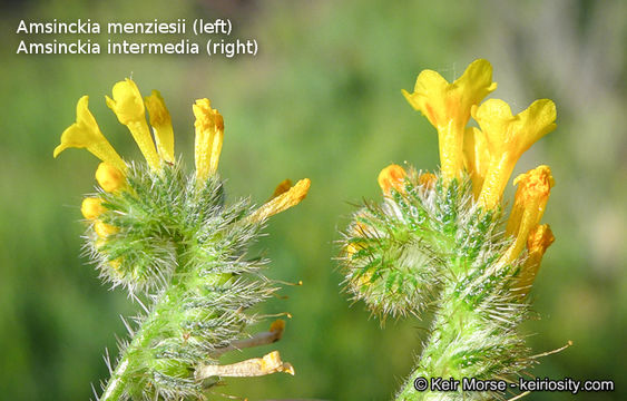 Image of Menzies' fiddleneck