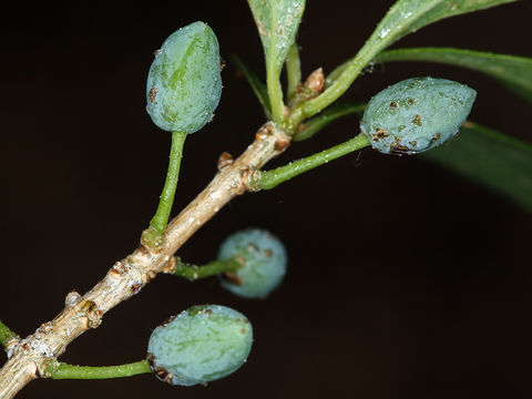 Image of stretchberry