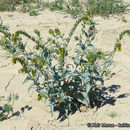 Image of green fiddleneck