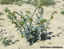 Image of green fiddleneck