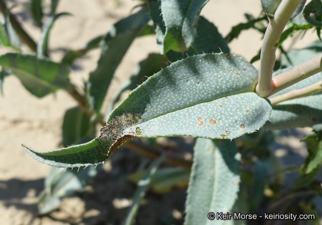 Image of green fiddleneck