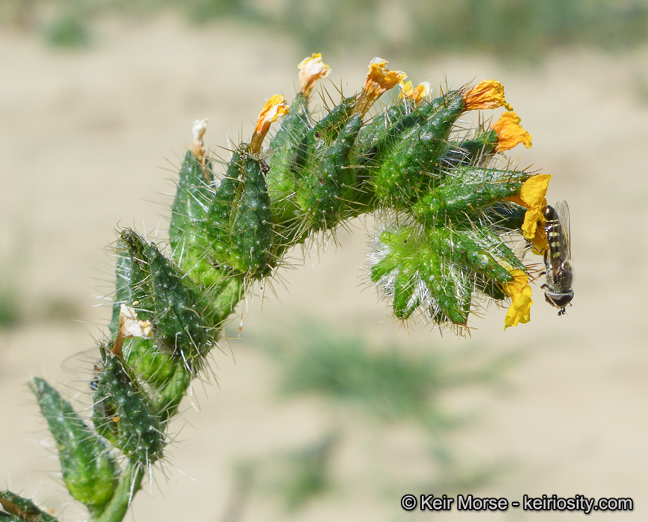 Image of green fiddleneck