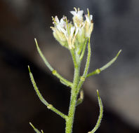 Image of Mojave halimolobos